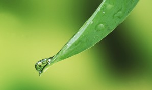 Water drop on grass